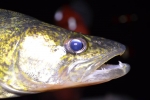 walleye-261013